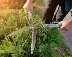 Tree and Shrub Care